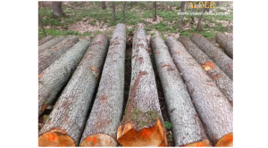 Gỗ Alder là gỗ gì? Thông tin chi tiết về Gỗ Alder nhập khẩu Gỗ Trăn (Alder Wood)