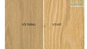 PHÂN BIỆT GỖ SỒI ĐỎ VÀ GỖ SỒI TRẮNG PHÂN BIỆT GỖ SỒI ĐỎ VÀ GỖ SỒI TRẮNG